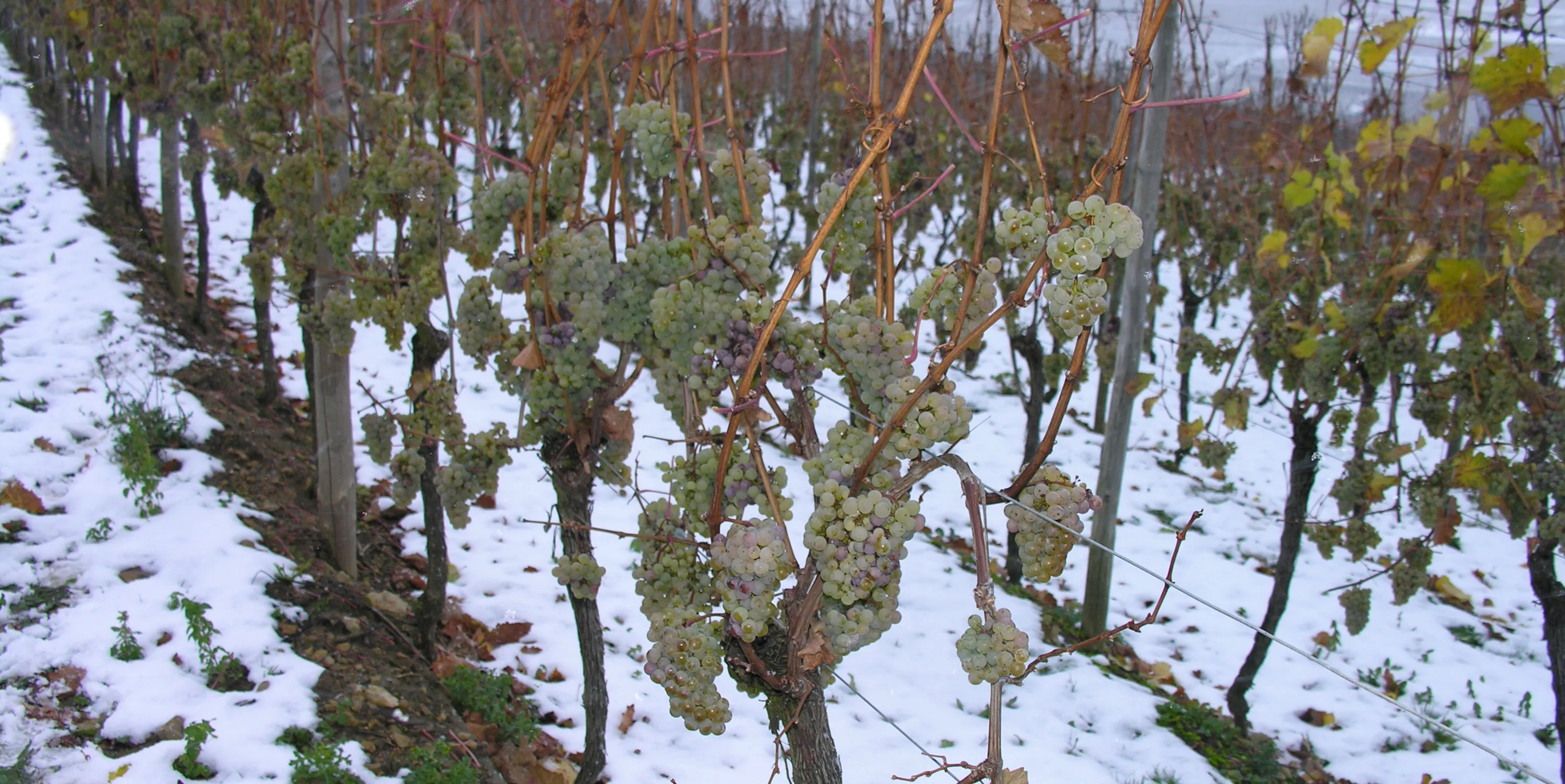 What is Ice Wine, And How to Store It? – Wine Racks